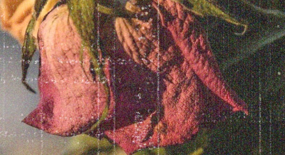 Les roses meurent aussi post image